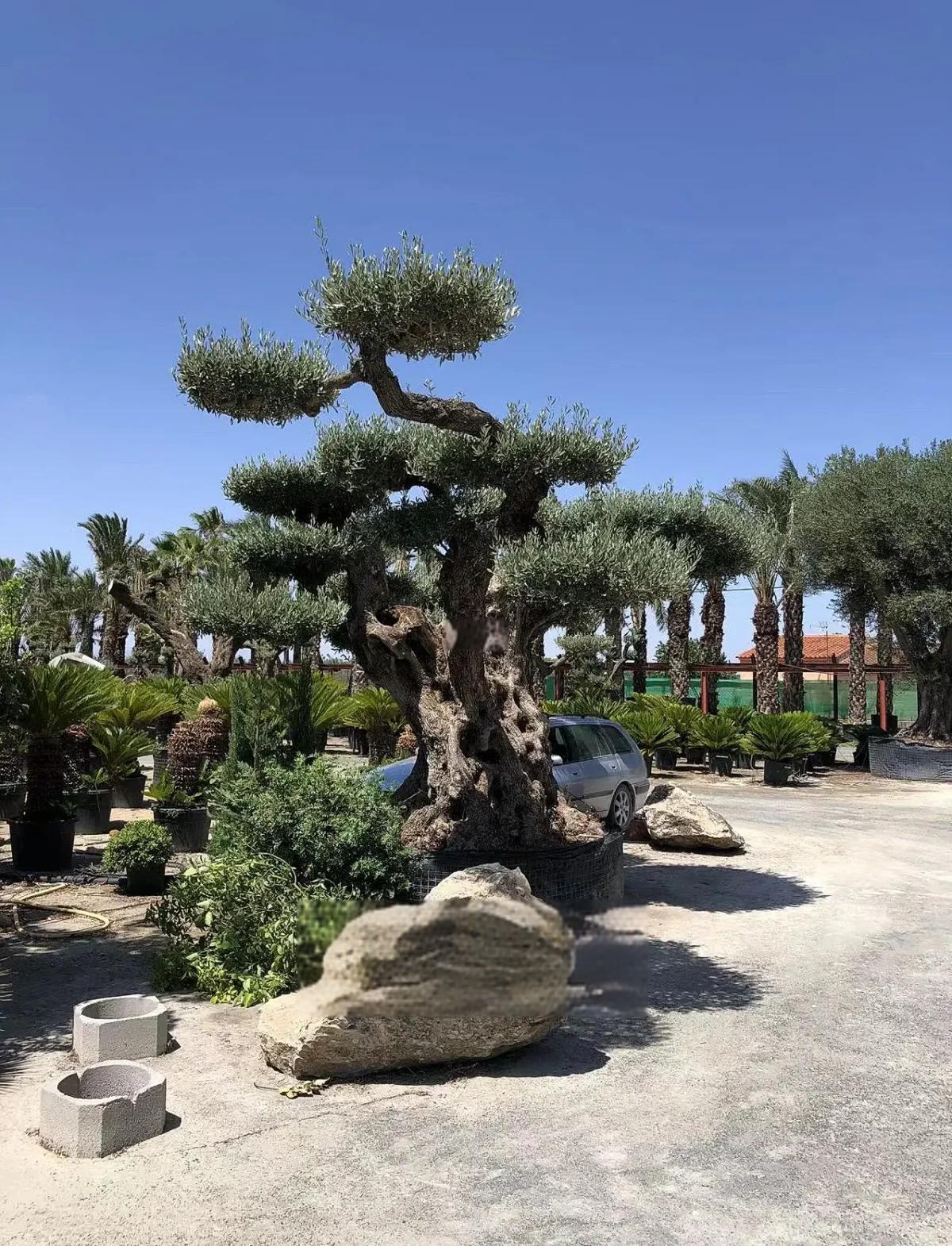 包含青橄榄取得胜利，实力得到认可的词条
